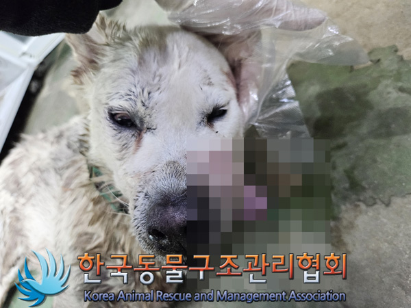 믹스견 이미지 파일 입니다.